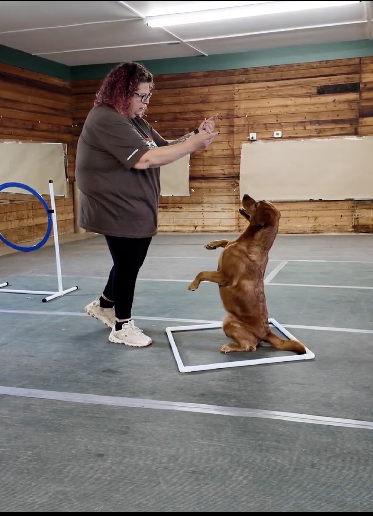 woman training red labrador to sit on hind legs